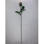 Róża pojedyncza kolor 3